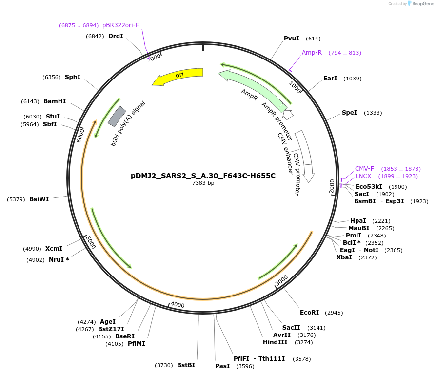 257098-plasmid-map-sequence-id-522532