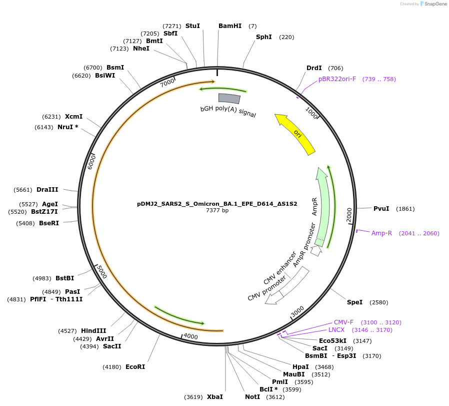 257062-plasmid-map-sequence-id-522537
