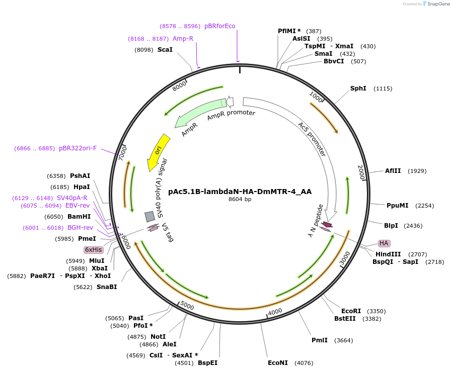 148215-plasmid-map-sequence-id-522540