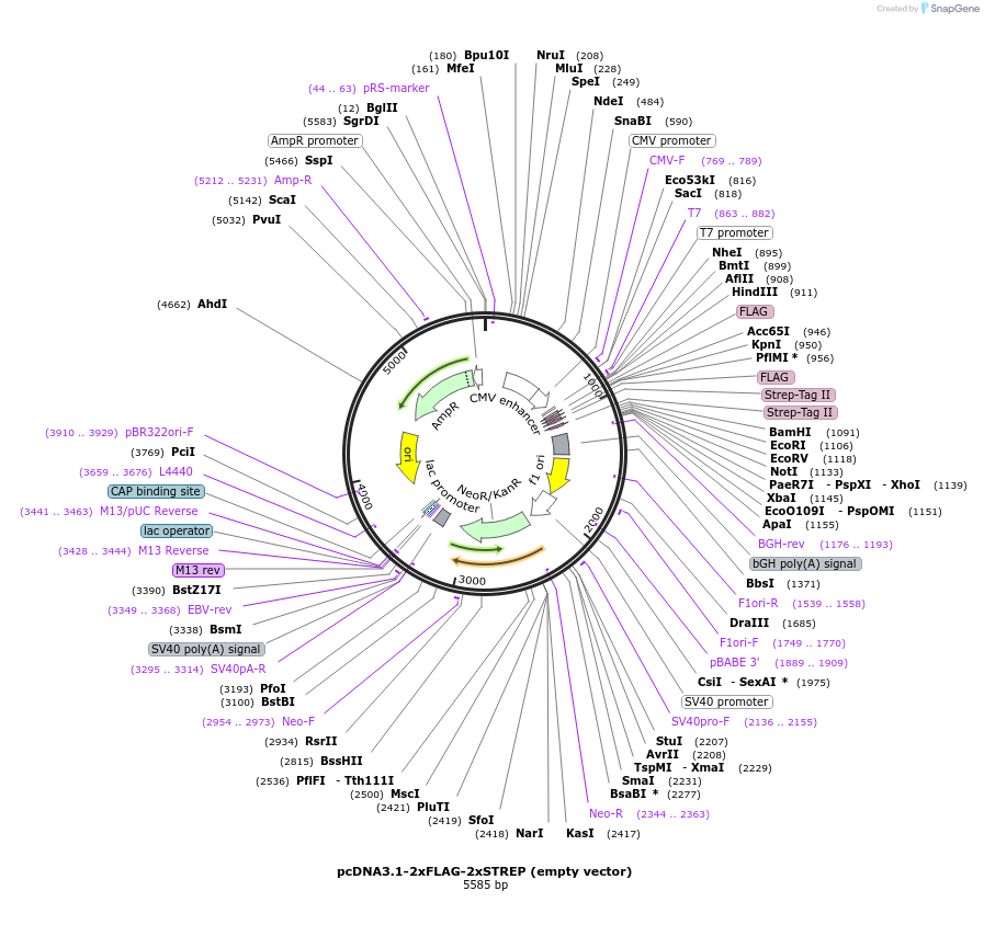 172604-plasmid-map-sequence-id-522554