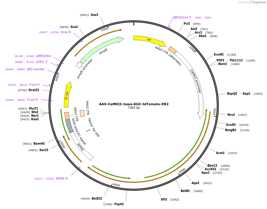 153534-plasmid-map-sequence-id-522631