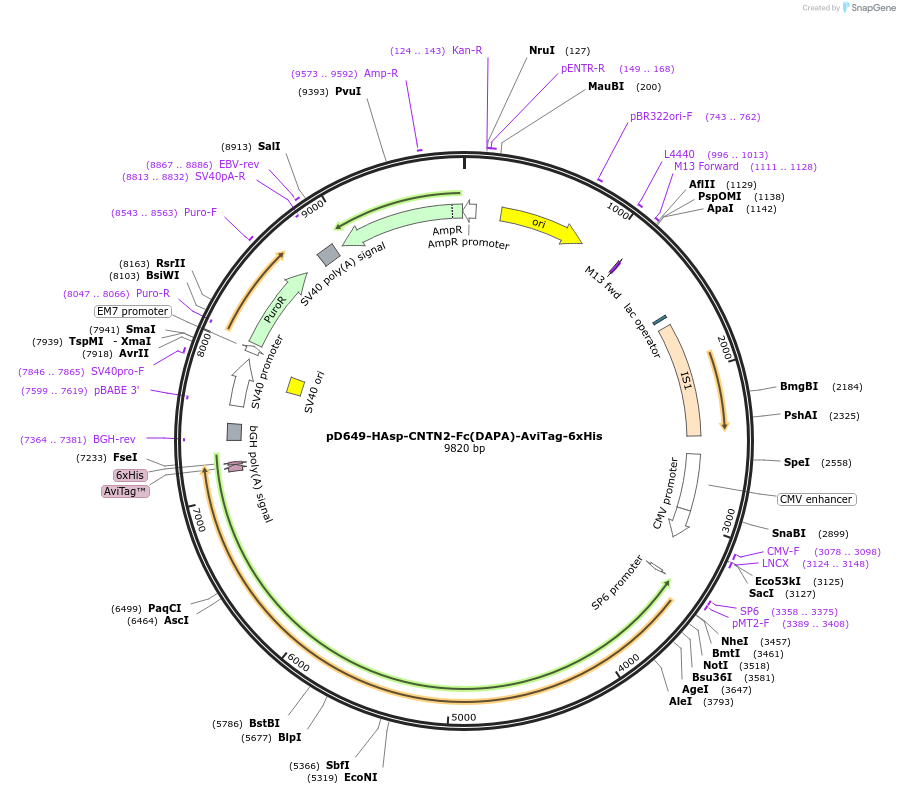 157016-plasmid-map-sequence-id-522633