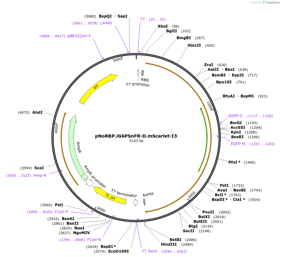261603-plasmid-map-sequence-id-522652