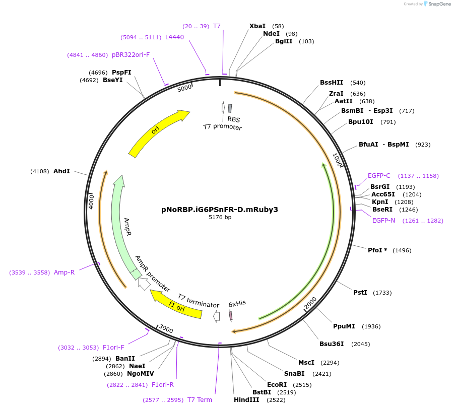 261602-plasmid-map-sequence-id-522657
