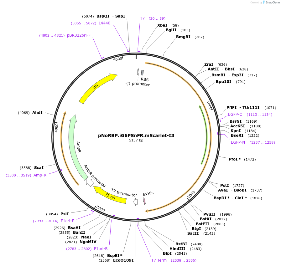 261591-plasmid-map-sequence-id-522672