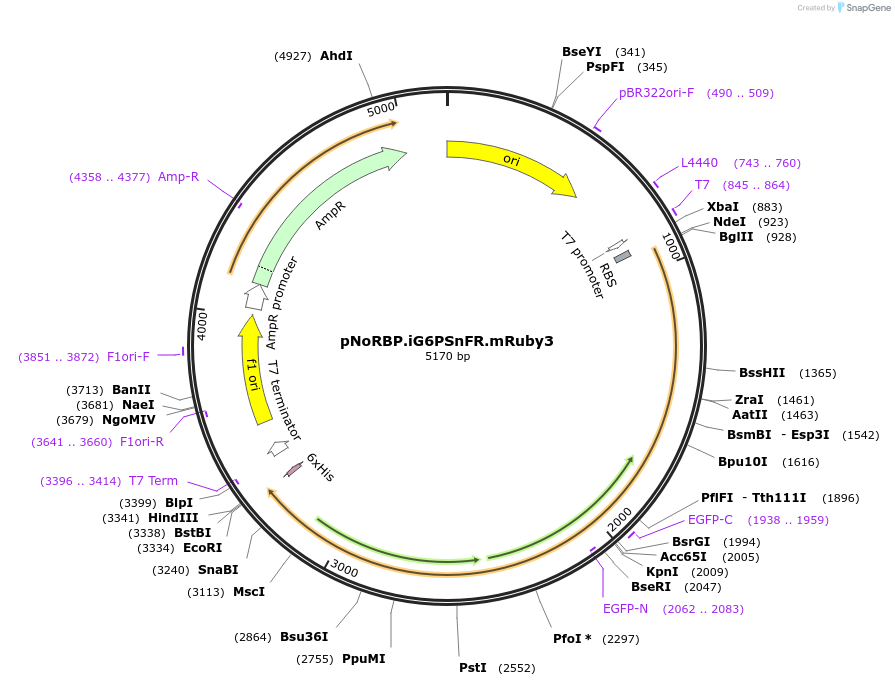 261590-plasmid-map-sequence-id-522675