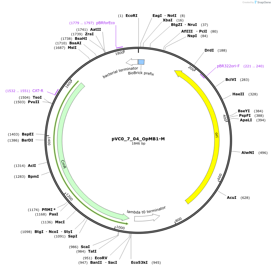 249979-plasmid-map-sequence-id-522680