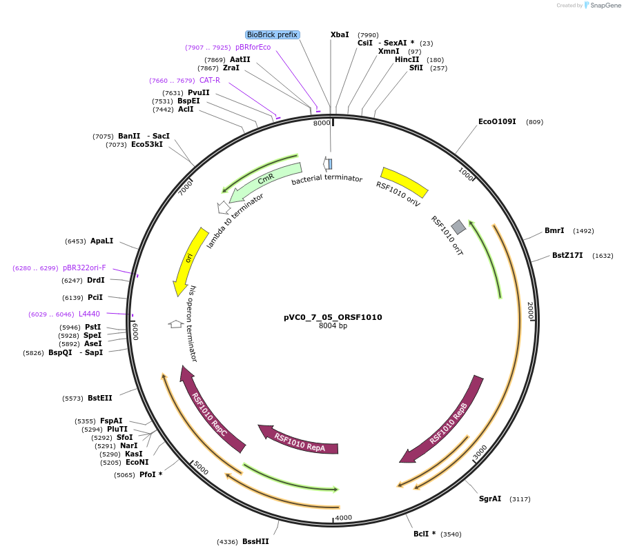 249980-plasmid-map-sequence-id-522682