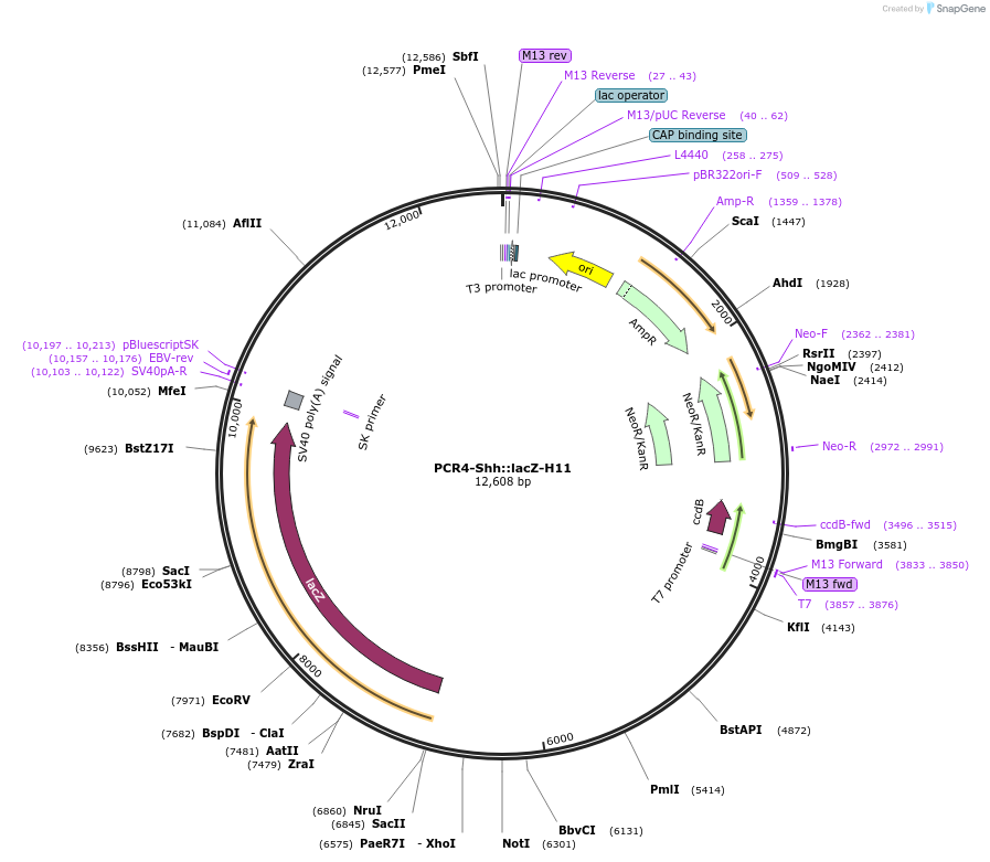 139098-plasmid-map-sequence-id-522713