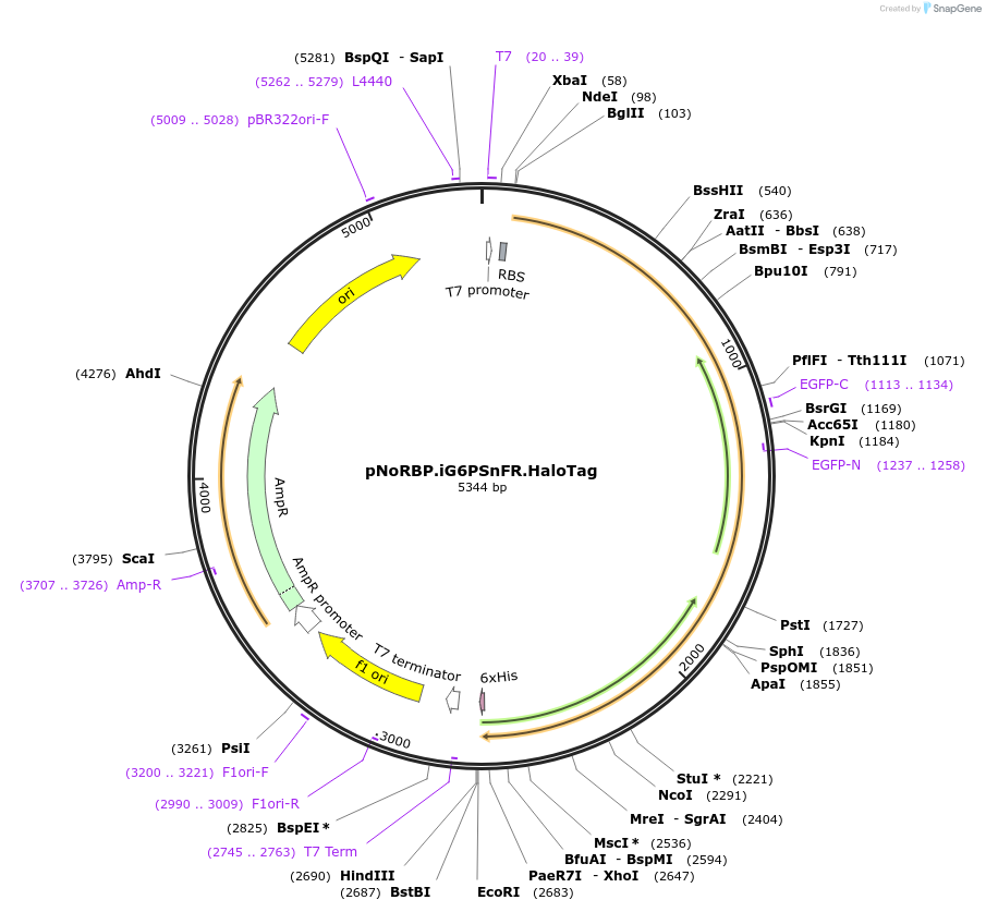 261589-plasmid-map-sequence-id-522746