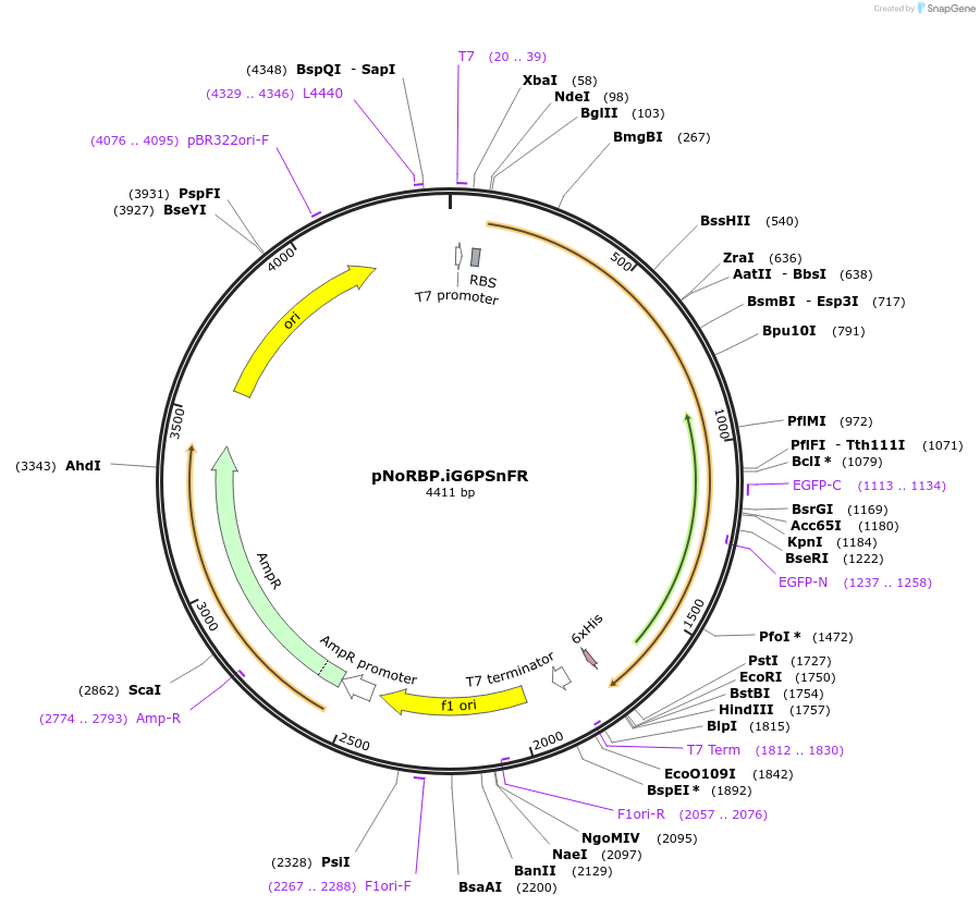 261588-plasmid-map-sequence-id-522748
