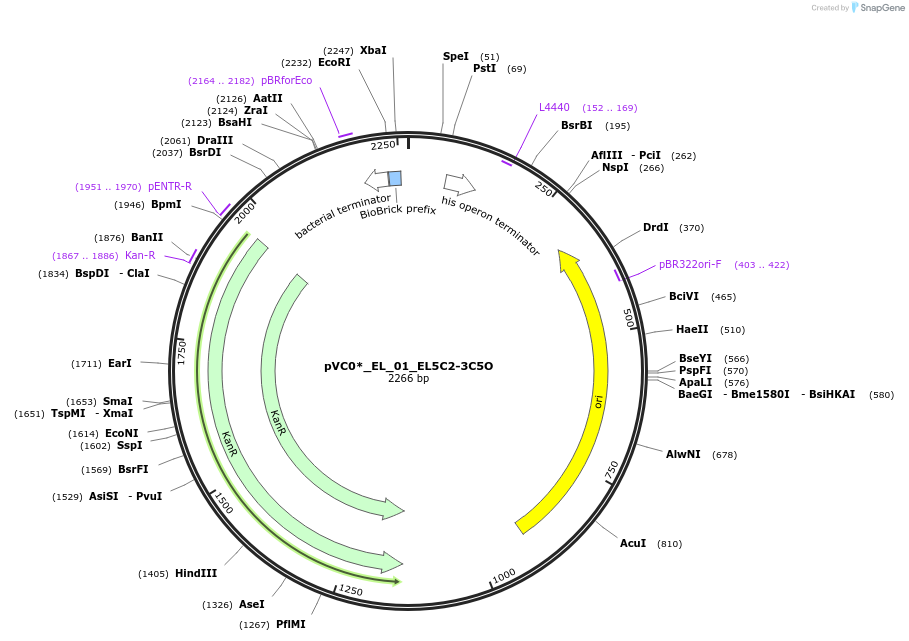 250034-plasmid-map-sequence-id-522752