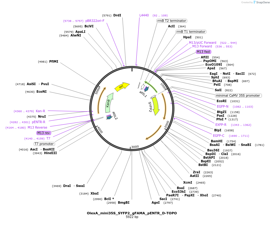 257234-plasmid-map-sequence-id-522760