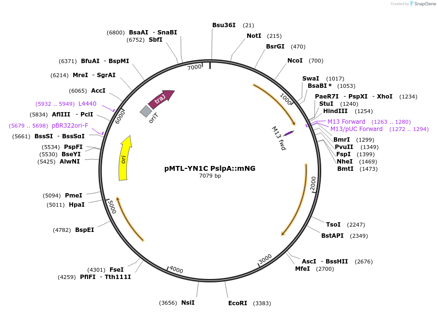 251225-plasmid-map-sequence-id-522764