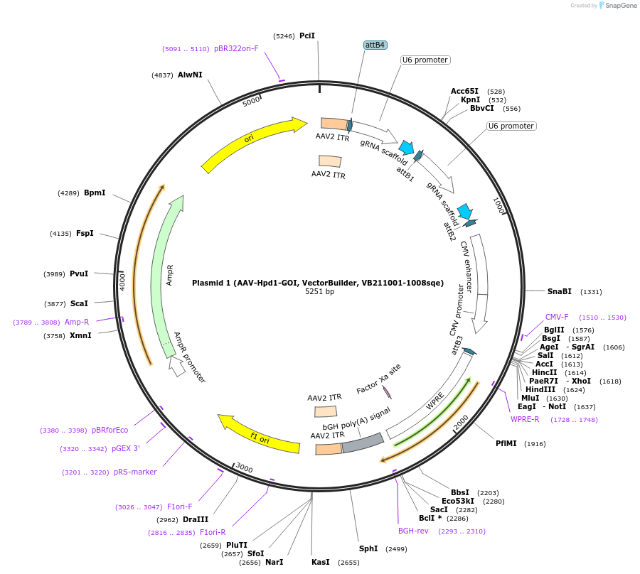 258683-plasmid-map-sequence-id-522767