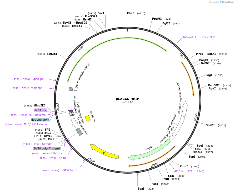 261261-plasmid-map-sequence-id-522773