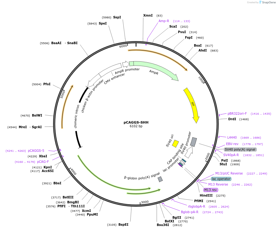261260-plasmid-map-sequence-id-522774