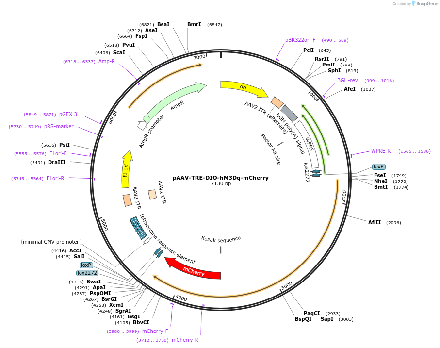 166599-plasmid-map-sequence-id-522803