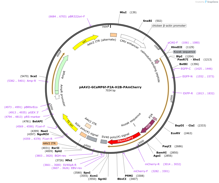 133419-plasmid-map-sequence-id-522814