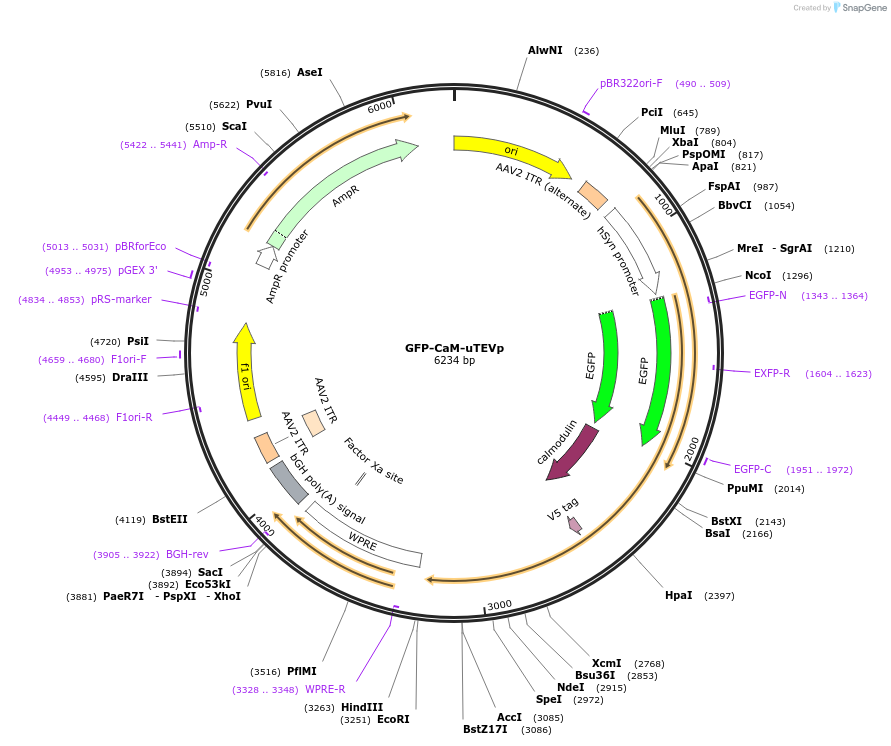 163032-plasmid-map-sequence-id-522820