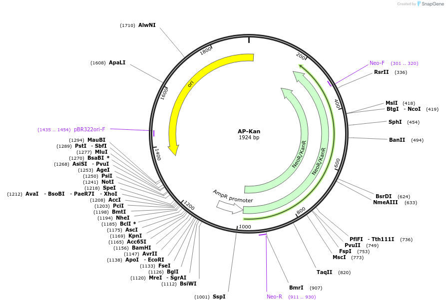 261892-plasmid-map-sequence-id-522835