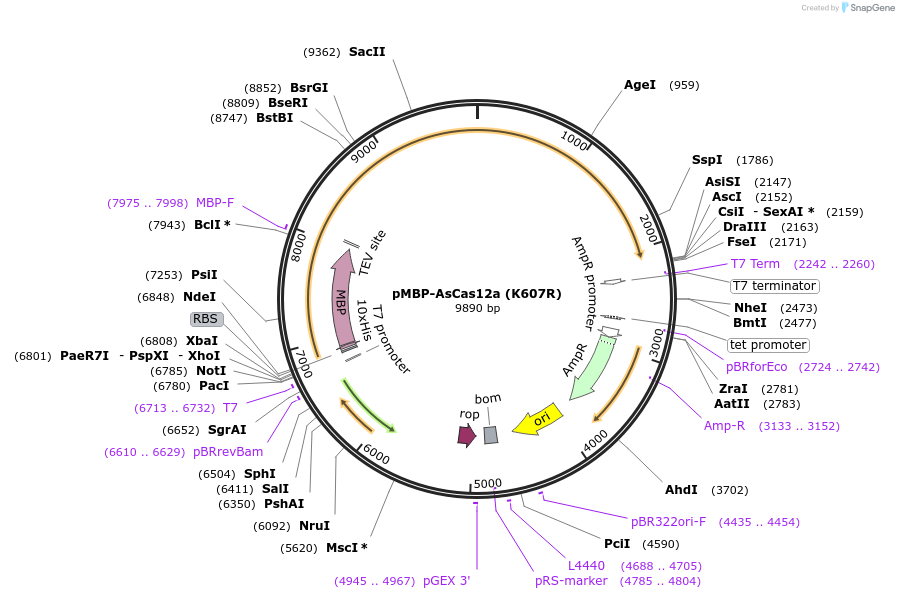 262786-plasmid-map-sequence-id-522838