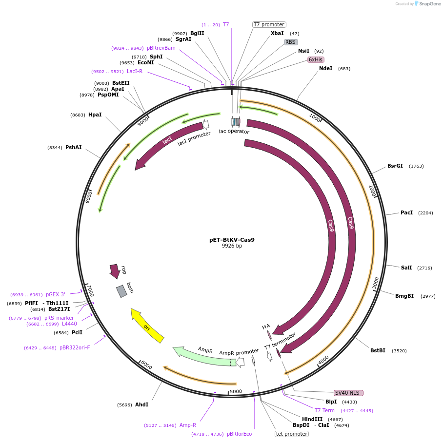 261353-plasmid-map-sequence-id-522849