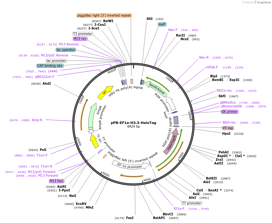 261405-plasmid-map-sequence-id-522884
