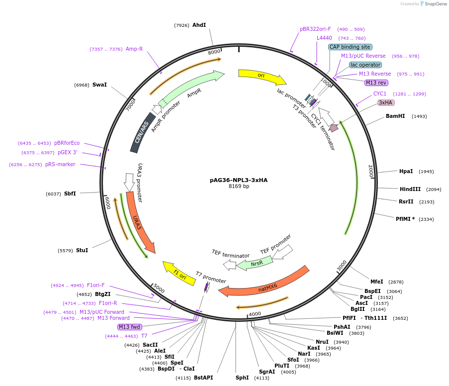 262529-plasmid-map-sequence-id-522897