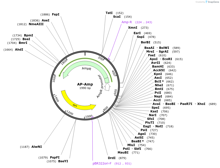 261893-plasmid-map-sequence-id-522898