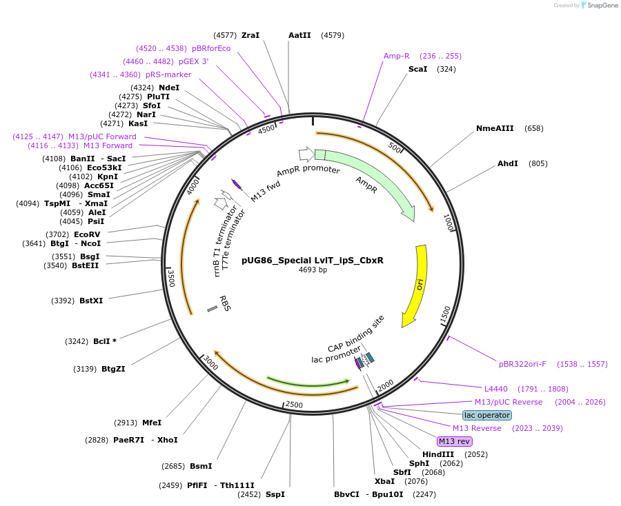 261061-plasmid-map-sequence-id-522911