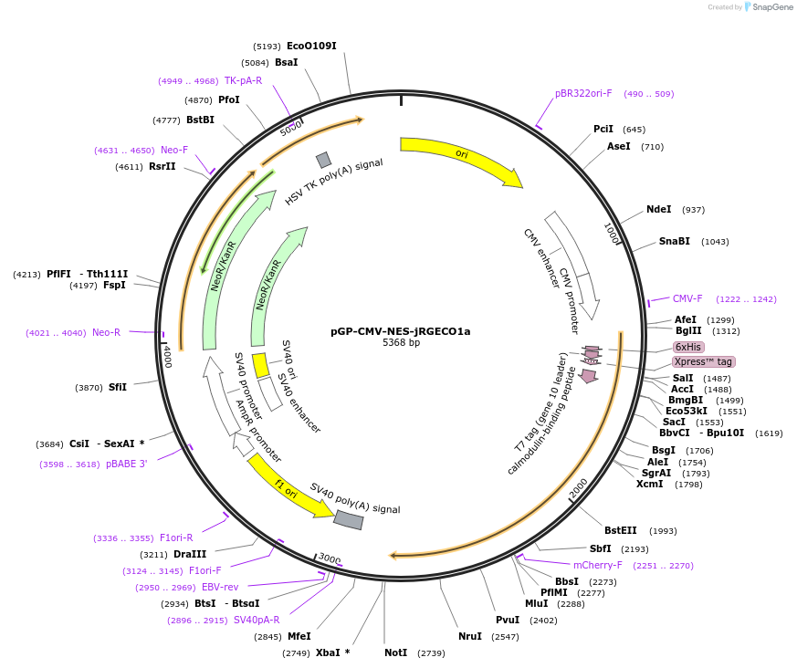 61563-plasmid-map-sequence-id-522920