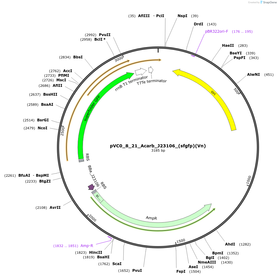 249987-plasmid-map-sequence-id-522922