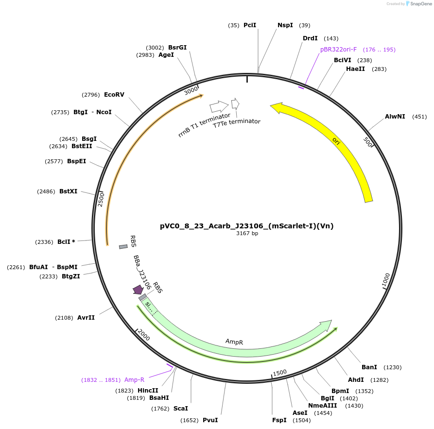 249988-plasmid-map-sequence-id-522923
