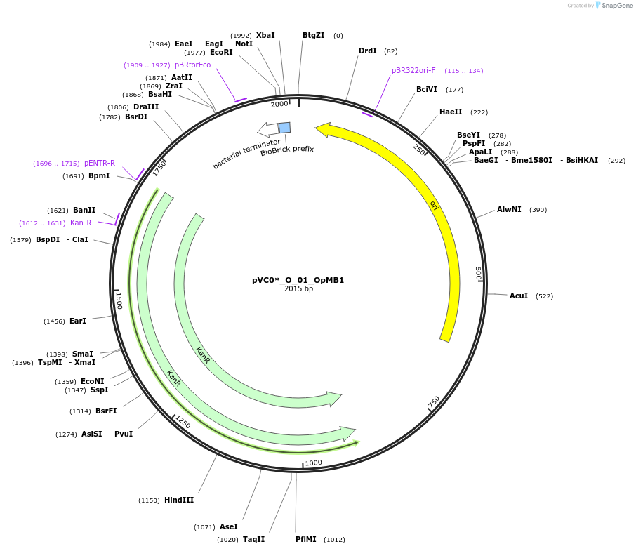 250030-plasmid-map-sequence-id-522928
