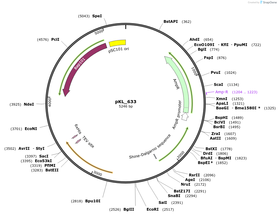 260463-plasmid-map-sequence-id-522938