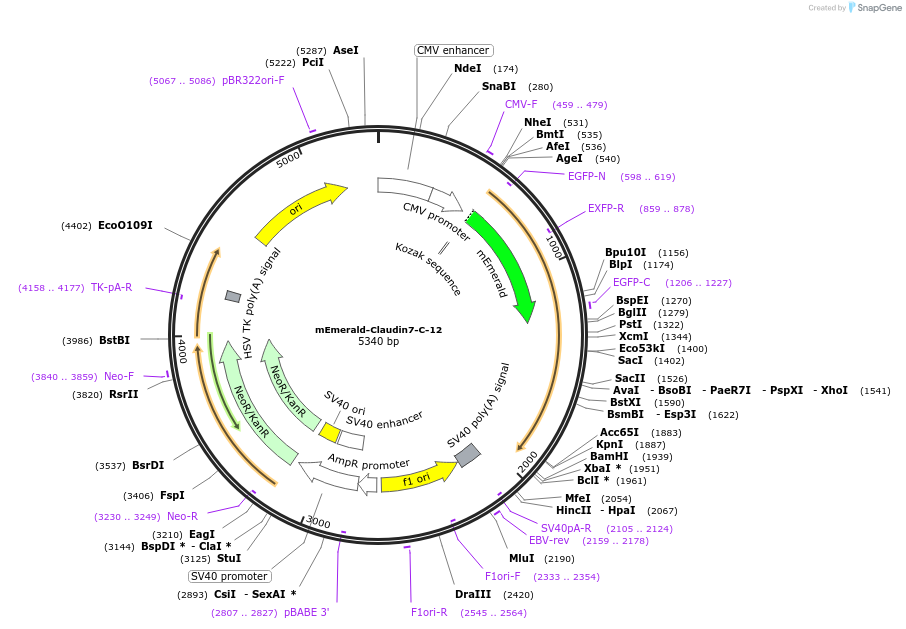 54041-plasmid-map-sequence-id-522958