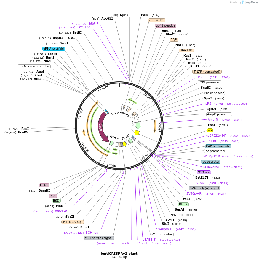 98293-plasmid-map-sequence-id-523015
