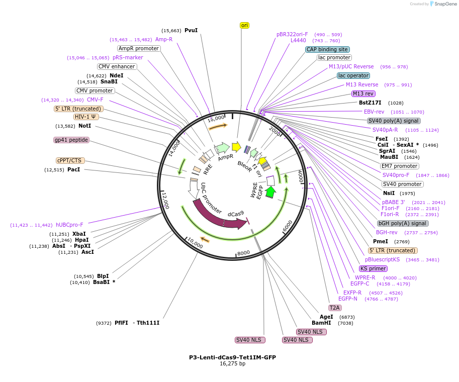 190730-plasmid-map-sequence-id-523017