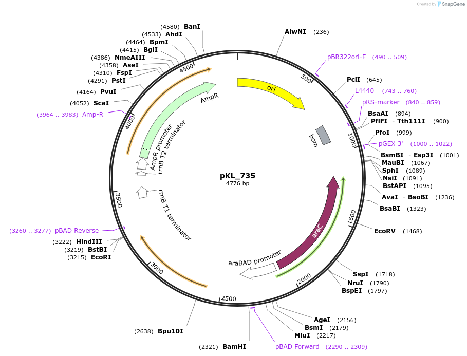 260494-plasmid-map-sequence-id-523087