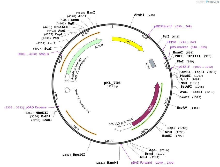 260495-plasmid-map-sequence-id-523089