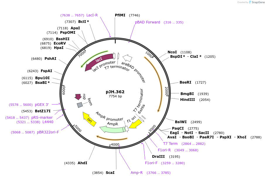261555-plasmid-map-sequence-id-523097