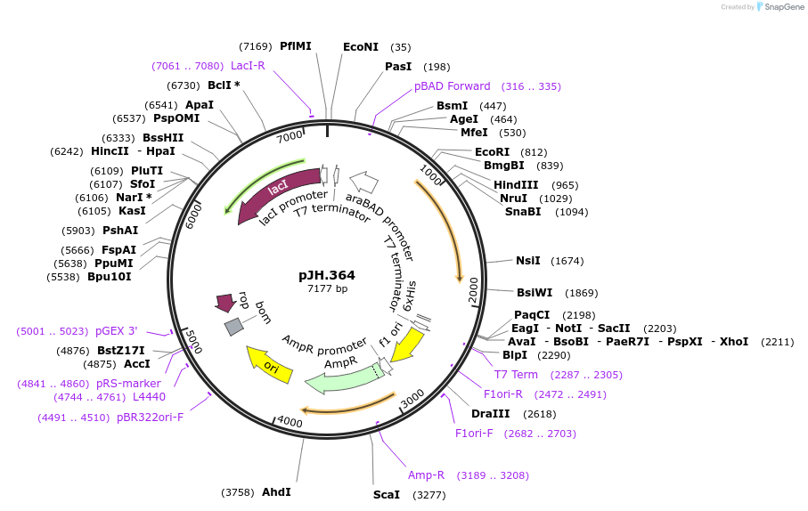 261557-plasmid-map-sequence-id-523101