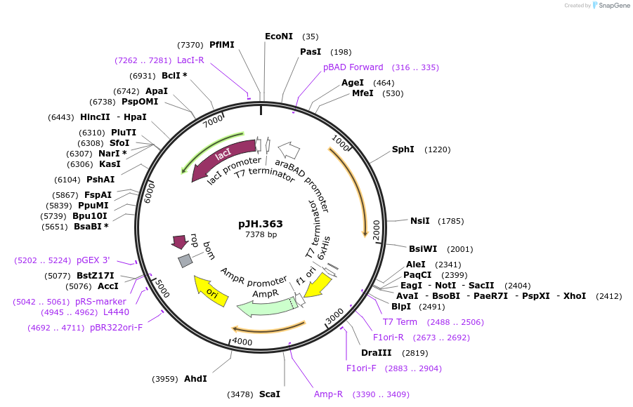 261556-plasmid-map-sequence-id-523102