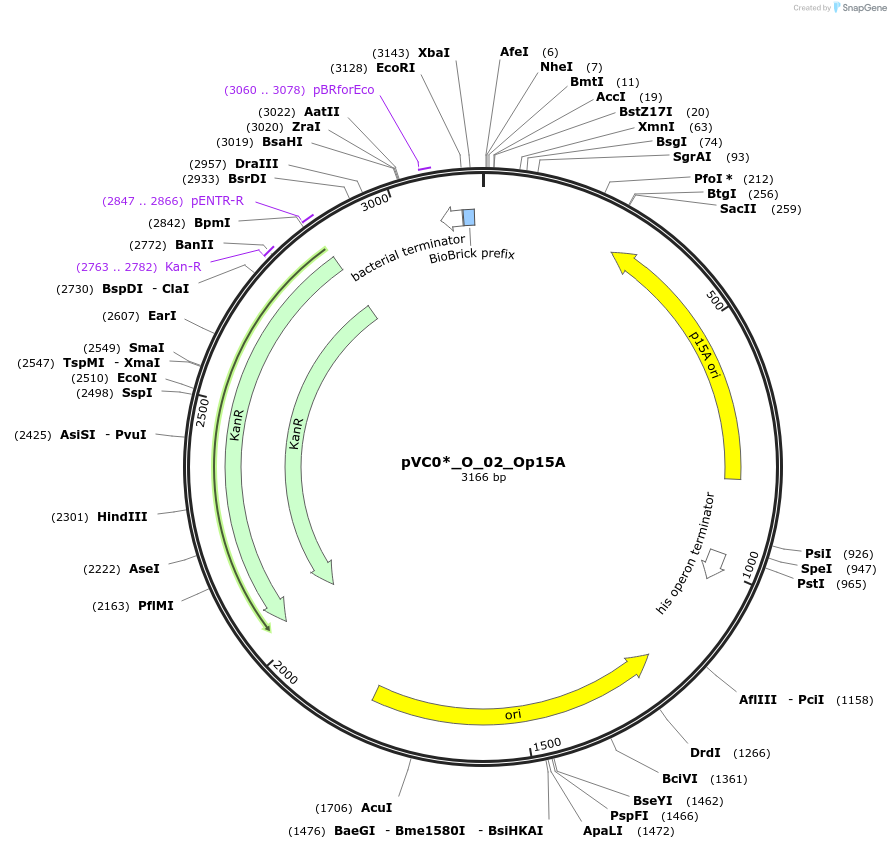 250031-plasmid-map-sequence-id-523104