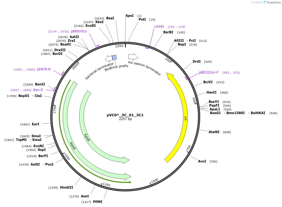250010-plasmid-map-sequence-id-523127