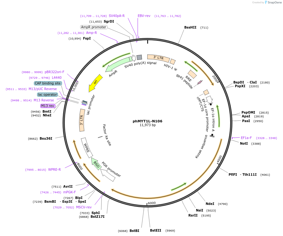 60861-plasmid-map-sequence-id-523146