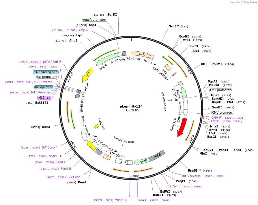 31779-plasmid-map-sequence-id-523147