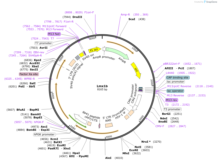 34997-plasmid-map-sequence-id-523148