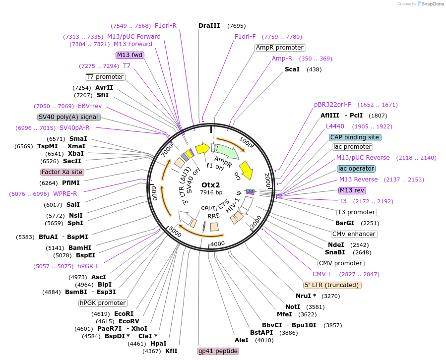 35001-plasmid-map-sequence-id-523149